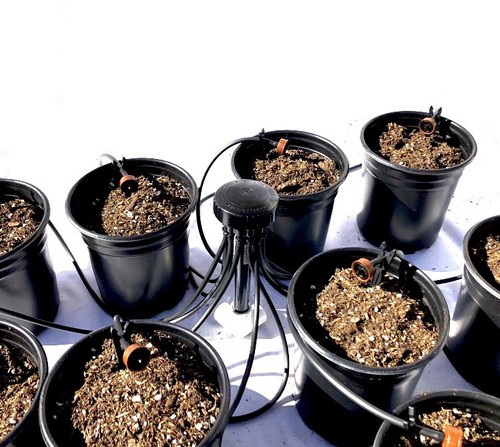 1gph plant home grow - home,